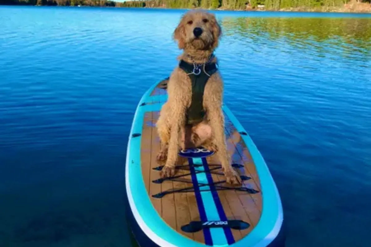First-Time Paddleboarder: Learn to Paddle in a Weekend (Canadian Beginner's Guide 2026)